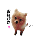 愛犬ポメ。ちーさんとくるみさん（個別スタンプ：19）