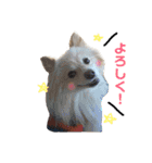 愛犬ポメ。ちーさんとくるみさん（個別スタンプ：20）
