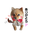 愛犬ポメ。ちーさんとくるみさん（個別スタンプ：21）