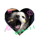 愛犬ポメ。ちーさんとくるみさん（個別スタンプ：22）
