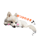 愛犬ポメ。ちーさんとくるみさん（個別スタンプ：23）