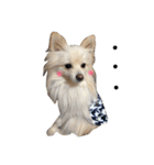 愛犬ポメ。ちーさんとくるみさん（個別スタンプ：24）