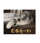 ミニチュアシュナウザーの工藤紋次郎（個別スタンプ：22）