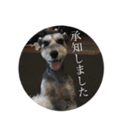 ミニチュアシュナウザーの工藤紋次郎（個別スタンプ：24）