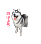 我が家のハスキー！その一（個別スタンプ：4）