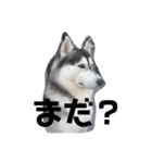 我が家のハスキー！その一（個別スタンプ：9）