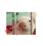ふぇれっと（個別スタンプ：14）