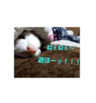 ふぇれっと（個別スタンプ：16）