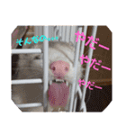 ふぇれっと（個別スタンプ：17）