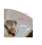 ふぇれっと（個別スタンプ：19）