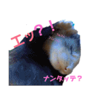 ふぇれっと（個別スタンプ：24）