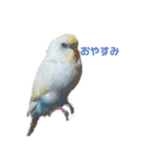 うちのセキセイインコ（個別スタンプ：1）