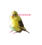 うちのセキセイインコ（個別スタンプ：3）