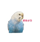 うちのセキセイインコ（個別スタンプ：4）