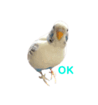 うちのセキセイインコ（個別スタンプ：5）