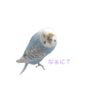 うちのセキセイインコ（個別スタンプ：7）