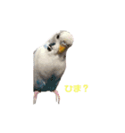 うちのセキセイインコ（個別スタンプ：8）