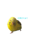 うちのセキセイインコ（個別スタンプ：9）