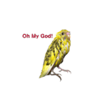 うちのセキセイインコ（個別スタンプ：11）