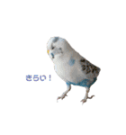 うちのセキセイインコ（個別スタンプ：12）