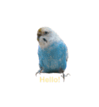 うちのセキセイインコ（個別スタンプ：13）