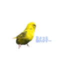 うちのセキセイインコ（個別スタンプ：15）