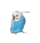 うちのセキセイインコ（個別スタンプ：16）