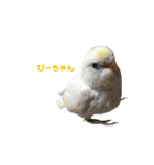 うちのセキセイインコ（個別スタンプ：17）