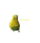 うちのセキセイインコ（個別スタンプ：18）