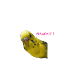 うちのセキセイインコ（個別スタンプ：22）