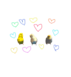 うちのセキセイインコ（個別スタンプ：23）