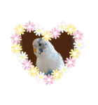 うちのセキセイインコ（個別スタンプ：24）