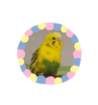うちのセキセイインコ（個別スタンプ：25）