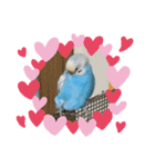 うちのセキセイインコ（個別スタンプ：27）