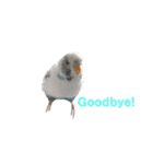 うちのセキセイインコ（個別スタンプ：28）