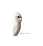 うちのセキセイインコ（個別スタンプ：29）