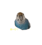 うちのセキセイインコ（個別スタンプ：30）