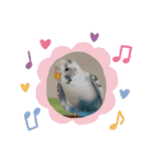 うちのセキセイインコ（個別スタンプ：31）