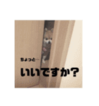 ポメチワこっさん☆（個別スタンプ：2）