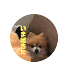 ポメチワこっさん☆（個別スタンプ：3）