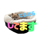 ポメチワこっさん☆（個別スタンプ：4）