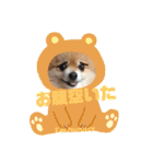 ポメチワこっさん☆（個別スタンプ：7）