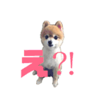 ポメチワこっさん☆（個別スタンプ：9）