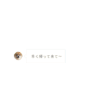ポメチワこっさん☆（個別スタンプ：13）