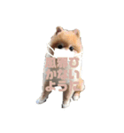 ポメチワこっさん☆（個別スタンプ：15）