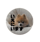 ポメチワこっさん☆（個別スタンプ：16）