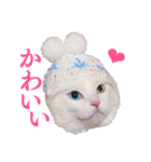 白猫タマの日常2（個別スタンプ：1）