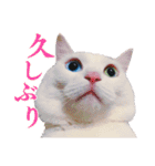 白猫タマの日常2（個別スタンプ：8）