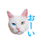 白猫タマの日常2（個別スタンプ：9）