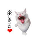白猫タマの日常2（個別スタンプ：10）